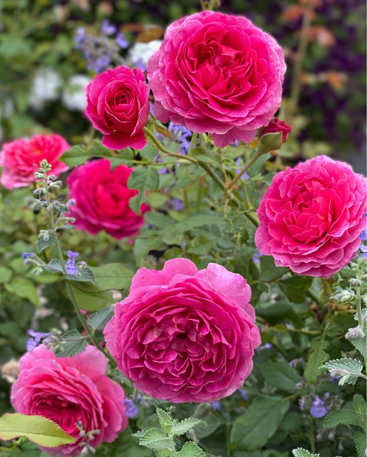 Ruusu 'Gabriel Oak' (Auscrowd)